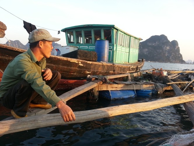 Làng chài không Tết trên vịnh Bái Tử Long - ảnh 1